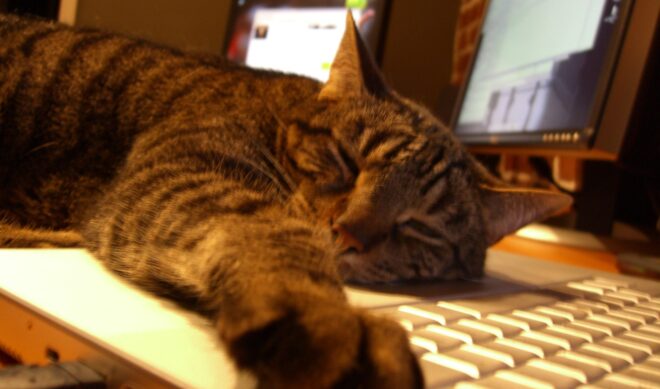 YouTube Co-Founder Steve Chen is backing a memecoin project inspired by his cat