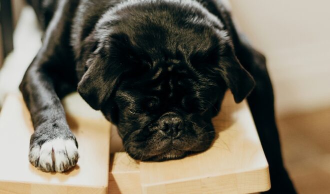 Should sleep streams be banned? One platform thinks so.