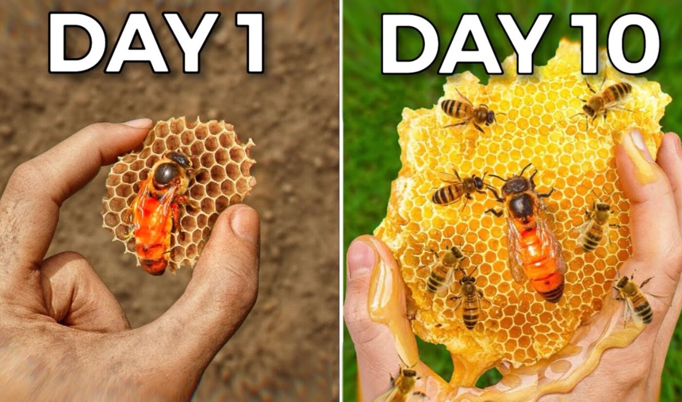 Top 5 Branded Videos of the Week: Dave Ramsey vs 100,000 bees