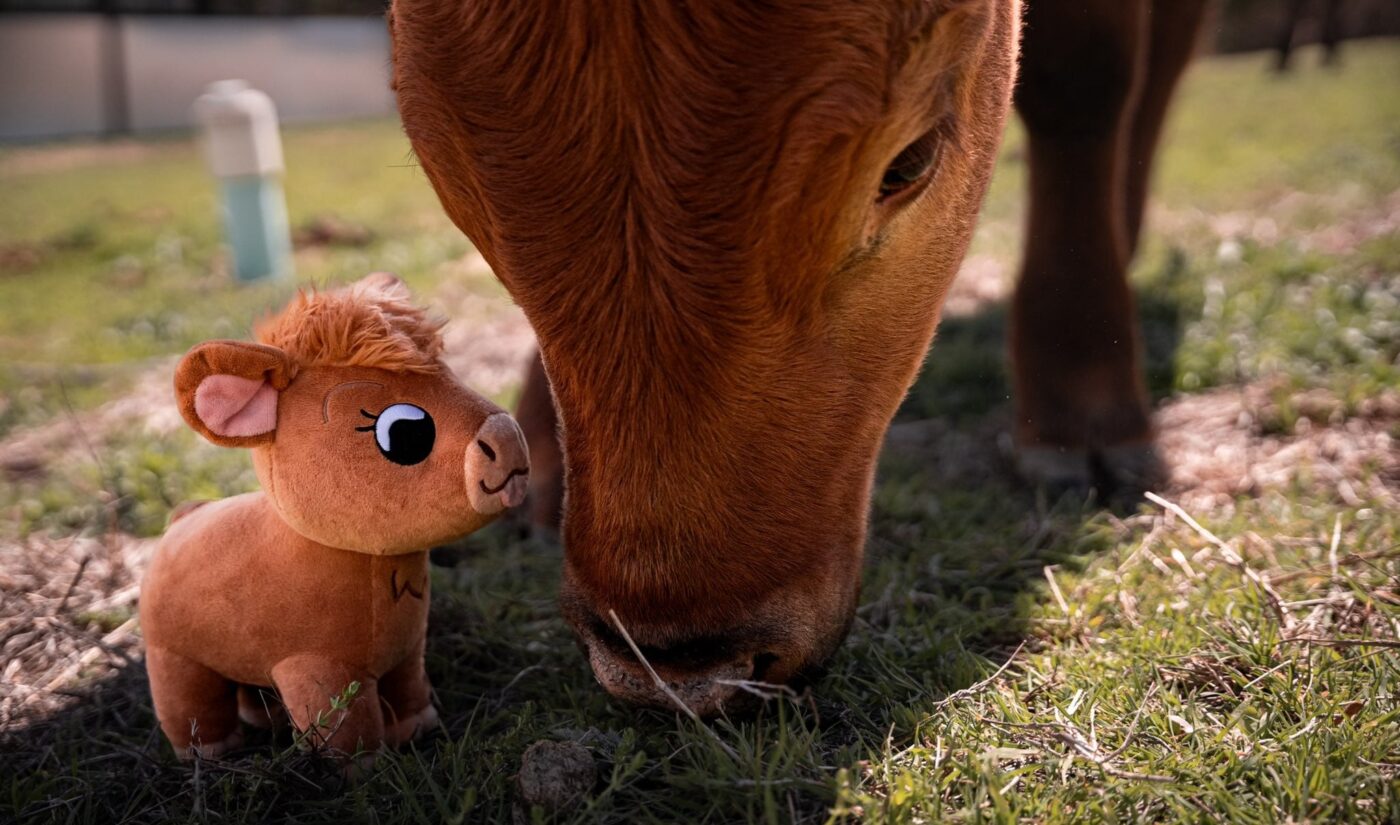 A cow at Maya Higa’s animal sanctuary is bullying stream viewers for treats, and they love it
